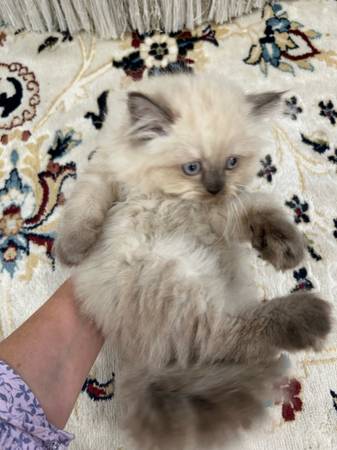 Ragamuffin gatitos machos y hembras ~ (Franklinton)63988255108738123