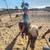 Horses Available for Lease 7 thumbnail
