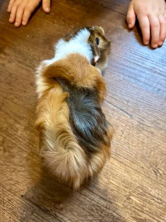 Male Guinea Pig (Bryan)63839342972163122