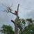 🌿 Professional Landscaping Tree Removal -Transform Your Yard Today! 9 thumbnail