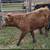 Highland bull calf 3 thumbnail
