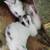 Baby lionhead dwarf bunnies 2 thumbnail