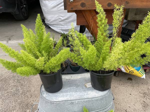 Fox Tail ferns $15 each 1