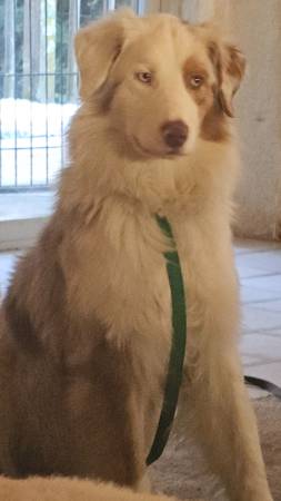 Gorgeous Australian Shepherd young NM looking for home. (Sacramento)63848875829635120
