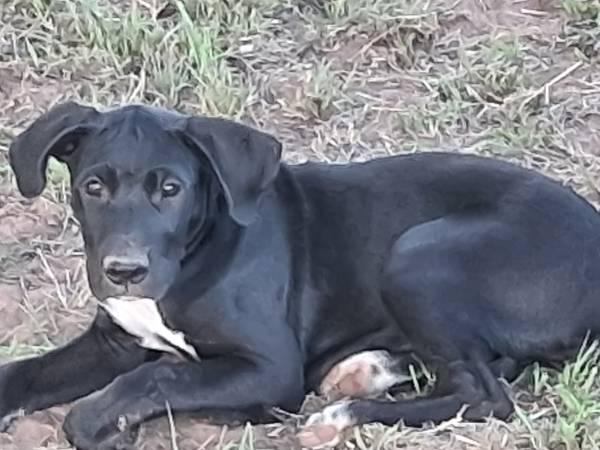 Cachorros de 11 semanas gratis para un buen hogar (Chandler)63681505800835123