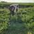 Mini/mid highpark/belted cross bull calf 7 thumbnail