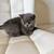 kittens 5 thumbnail