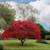 Japanese Red Maple trees 2-3 feet tall 2 thumbnail