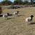 Registered Dorper Sheep (EWES) 2 thumbnail
