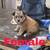 Puppies 4 thumbnail