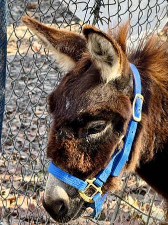 Special needs son donkey  for therapy 1