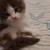 Kittens. 15 thumbnail