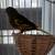 Female Canary 1 thumbnail