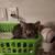 Male Kittens (Yuma Foothills) 2 thumbnail