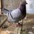 60 King Pigeons 2 thumbnail
