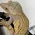 Geckos 11 thumbnail