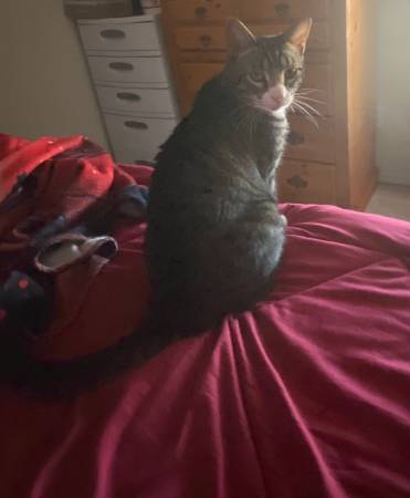 Sweet cat looking for forever home.63839343145859121