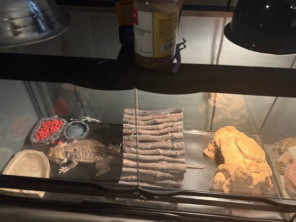 Bearded dragon w/ everything 1