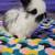 English Angora bunny 4 thumbnail