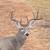 Book your  hunt 2 thumbnail
