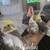 Lovebirds/cockatiels 6 thumbnail