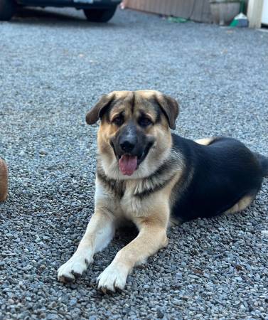 Rehoming Anatolian Shepherd (Renton)63826637512193120