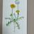 4 Original Botanical Watercolor Paintings with mats 2 thumbnail