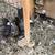 High quality Iranian pigeons 14 thumbnail