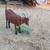 Nigerian herd 4 thumbnail