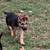German Shepherd 2 thumbnail