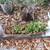 ### Aloe plant### 2 thumbnail