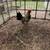 Two Batam roosters 5 thumbnail