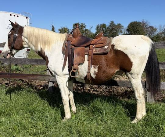 Paint Gelding 1