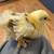 Chicks 9 thumbnail