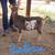 ADGA Nigerian Dwarf Does. Forced to Downsize 13 thumbnail