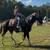 Gentle trail riding mare 12 thumbnail