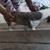 pitbull puppies 2 thumbnail