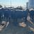 16 Black Angus Cows 20 thumbnail