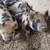 Kunekune Piglets 6 thumbnail