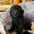 Miniature poodle puppies 5 thumbnail
