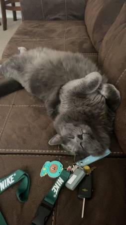 Long Haired Russian Blue (Temple)63839345018371120