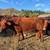 Red Devon Steer 1 thumbnail