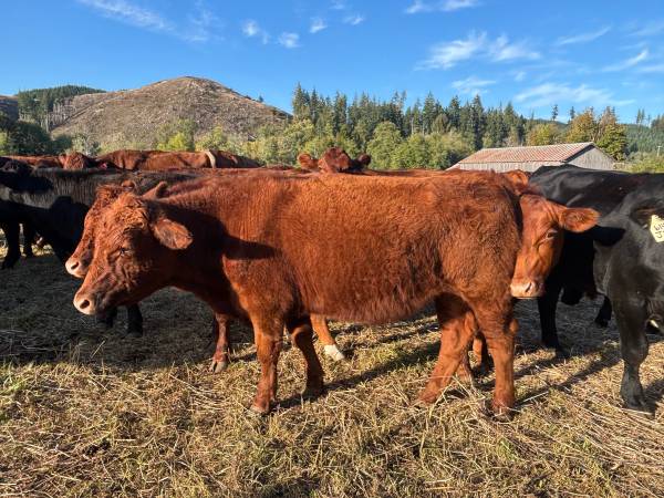 Red Devon Steer 1