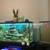Fish tank 4 thumbnail