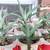 White Fox Aloe Plants 2 thumbnail