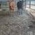 Beef heifers 6 thumbnail