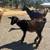 Baby Mini Nigerian Pygmy Goats 3 thumbnail