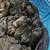 German shepherd puppy’s 1 thumbnail
