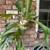 STAGHORN FERNS 1 thumbnail