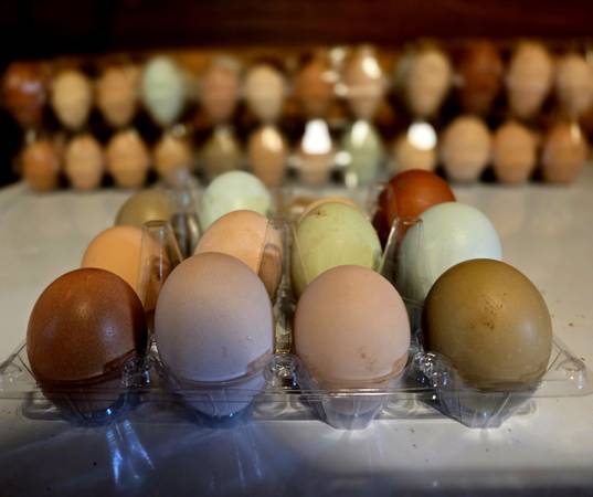 Hen's choice hatching eggs 1